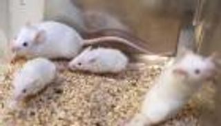 التعديل الوراثي.. حل جديد لعلاج الإدمان