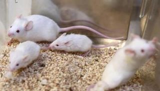 فئران بيضاء 
