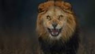 بالفيديو.. أسد يهاجم سيارة في الهند