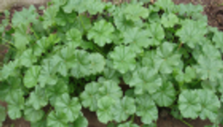 مهرجان الخبيزة في الأردن.. يجمع الفائدة والمذاق اللذيذ