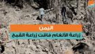 اليمن.. زراعة الألغام فاقت القمح