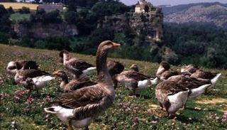 كبد الأوز من الأكلات الفرنسية الشهيرة والغالية