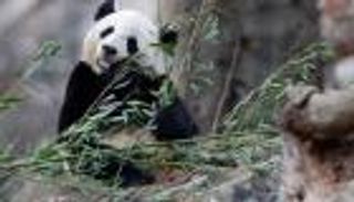 وداع مميز للباندا باو باو قبل مغادرتها إلى الصين