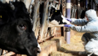 كوريا الجنوبية تُنشئ مصنعا لإنتاج لقاح الحمي القلاعية بحلول 2020