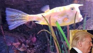 الرئيس الأمريكي يشبه سمكة 