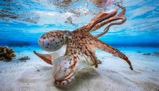 صورة الأخطبوط الراقص