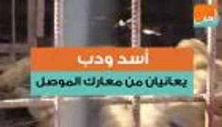 أسد ودب يعانيان من معارك الموصل