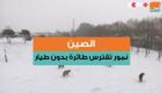الصين.. نمور تفترس طائرة بدون طيار