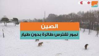 قطيع النمور طارد الطائرة كأنها فريسة