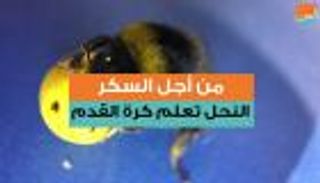 من أجل السكر.. النحل تعلم كرة القدم 