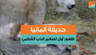 ظهور أول لصغير الدب القطبي في حديقة ألمانية