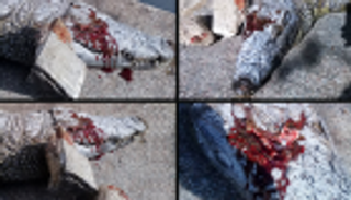 بالصور.. تونسيون يرجمون تمساحا حتى الموت