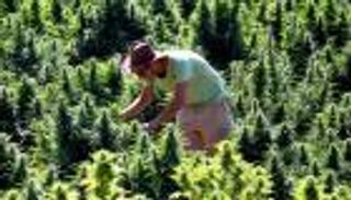 إسرائيل تسمح لمواطنيها باستخدام الماريجوانا