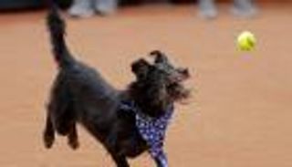 كلاب ضالة تجمع الكرات في بطولة البرازيل للتنس