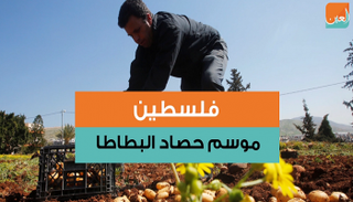 البطاطا أكلة أساسية بعد القمح والذرة