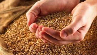 السعودية تطرح مناقصة عالمية لشراء 720 ألف طن قمح