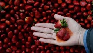 الفراولة ما زالت متهمة