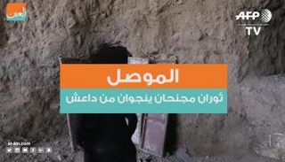 الموصل.. ثوران مجنحان ينجوان من داعش