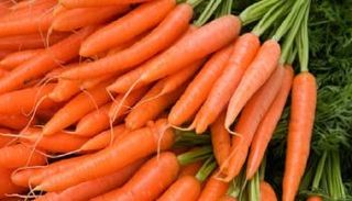 الجزر يحمي من سرطان الرئة