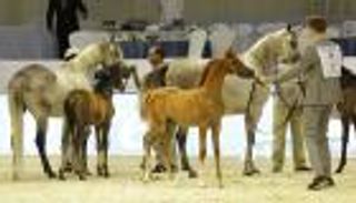 مزاد "دبي للجواد العربي" يبيع أغلى الأفراس بـ580 ألف درهم