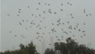 أمطار وغبار في الكويت الخميس والجمعة