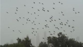 أمطار وغبار في الكويت الخميس والجمعة