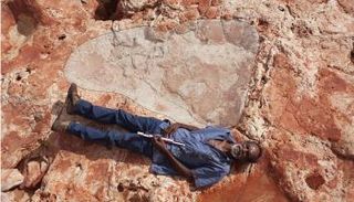 آثار قدم الديناصور طولها 1.75 متر