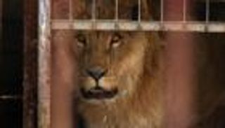 بالصور.. إنقاذ "دب" و"أسد" من حديقة الموصل