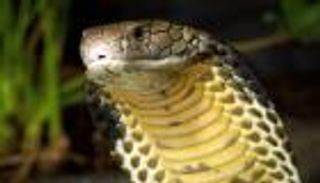 بالفيديو.. هندي شجاع يسقى ثعبان "الكوبرا" بزجاجة