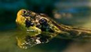 بالصور.. العثور على رجل مفقود داخل "معدة" ثعبان ضخم