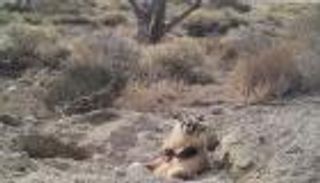 فيديو لأول مرة في العالم.. حيوان الغرير يدفن بقرة نافقة