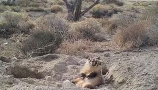 حيوان الغرير يدفن البقرة