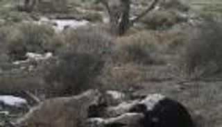 فيديو لأول مرة في العالم.. حيوان الغرير يدفن بقرة نافقة