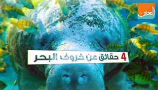 خروف البحر يتنفس بالصعود إلى سطح الماء مرة كل 3 إلى 5 دقائق