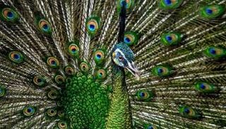 مسابقة سوني العالمية للتصوير الفوتوغرافي