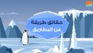 حقائق طريفة عن البطاريق 