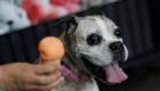 بالصور .. "آيس كريم" مخصص للكلاب