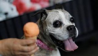 متجر في المكسيك يصمم أيس كريم للكلاب 