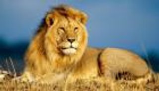 دبي تمنع بيع أو شراء الحيوانات المفترسة بداية من يوليو المقبل