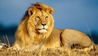 أسد بري مفترس