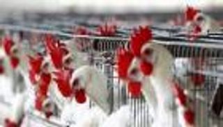 السعودية تحظر استيراد الطيور الحية من فيتنام