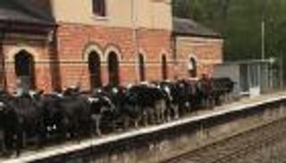 صور.. قطيع أبقار يغزو محطة قطار إنجليزية