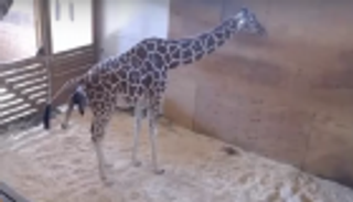 بالفيديو.. الزرافة أبريل تضع مولودا ذكرا بعد طول انتظار