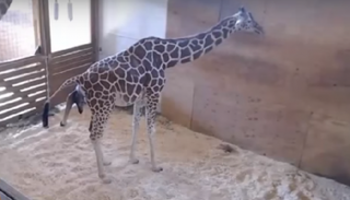الزرافة أبريل وهي تضع مولودها