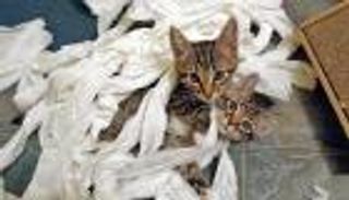 بالصور.. كوارث الحيوانات الأليفة في غياب أصحابها