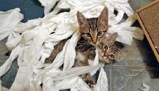 كوارث تفعلها الحيوانات المنزلية