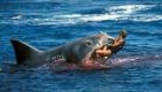 فتاة استرالية تلقى حتفها في هجوم لسمكة قرش 