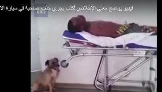 الكلب بجوار صاحبه في غرفة الطوارئ