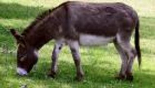 المشي بصحبة "الحمار" يخلصك من الاكتئاب