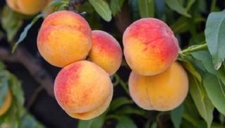 فاكهة الخوخ مفيدة لمرضى السكري